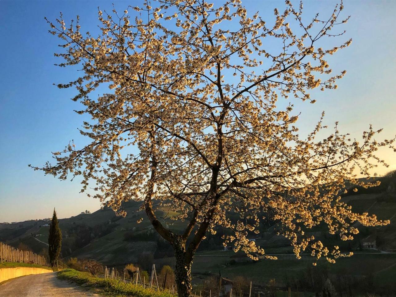 Panoramic Villa Garassino - Country Rooms And Fine Restaurant Treiso Dış mekan fotoğraf